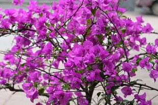 绽放的紫色三角梅