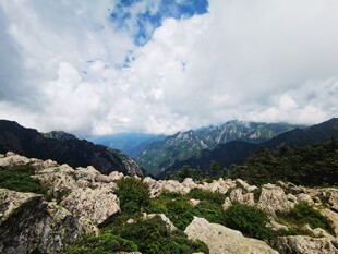 朱雀森林