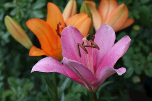 多彩百合花绽放