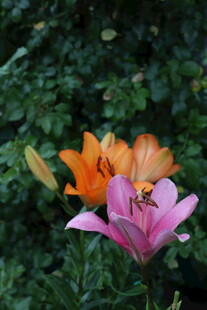 百合花