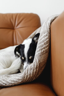 小狗惬意窝在沙发毛毯中