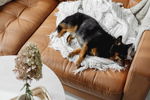 沙发上酣睡的可爱小狗狗