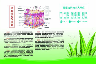 皮肤结构 五大层功能