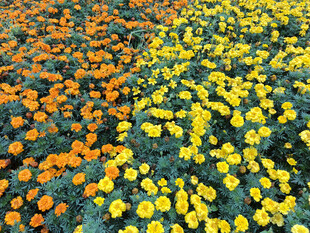 双色菊花海绽放