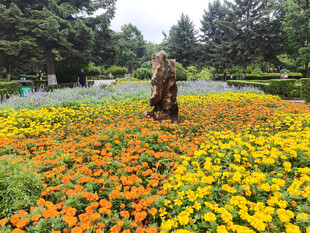 花丛中的文化石