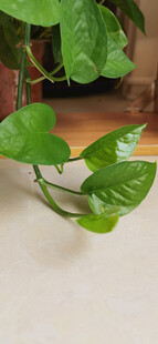 翠绿绿萝垂挂在浅色背景