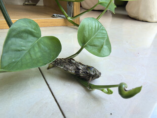 绿萝藤蔓与藤蔓上的蝉