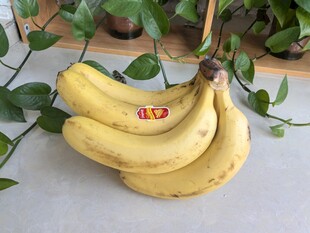 新鲜黄香蕉与绿植相伴