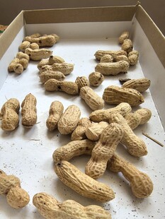 盒装散落的新鲜带壳花生