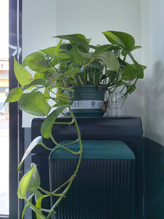 室内绿植装点舒适角落