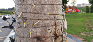 树干上缠绕的小串灯特写