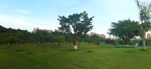 绿意盎然的户外草地风景