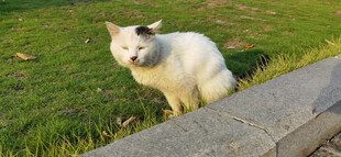 草地上的可爱白猫