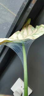 绿叶上的透明丝状物体