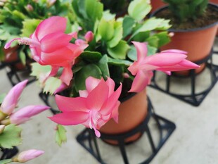 蟹爪兰