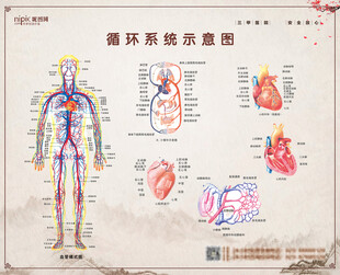 循环系统示意图详解