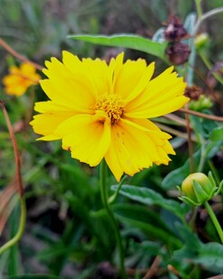 绽放的黄色金鸡菊