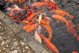 池塘中游动的鲜艳红锦鲤