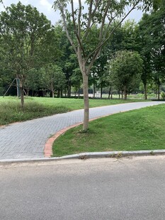 城市中的静谧林荫小路