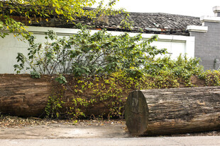 户外原木与绿植景观