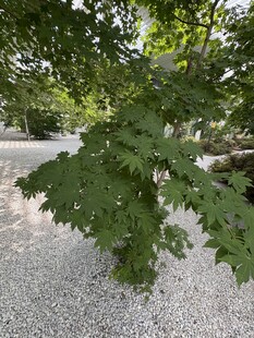 绿叶繁茂的树于沙石间