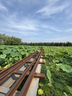 荷塘中的铁轨景观
