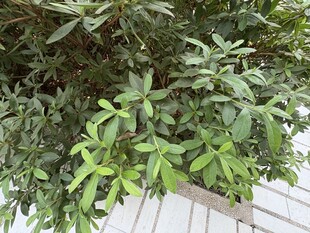 绿叶繁茂的植物