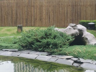 岩石与绿植景观