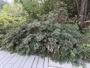 木栈道旁的繁茂绿植