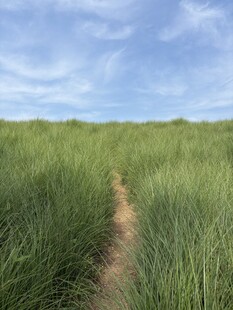 绿野中的蜿蜒小径