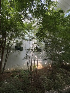 林间光影下的绿植景致