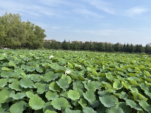 夏日荷塘绿意盎然