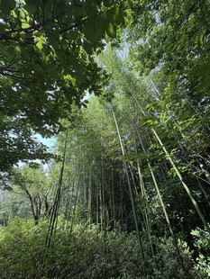 茂密竹林中的自然景致
