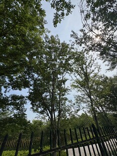 林间小道 绿树蓝天景致