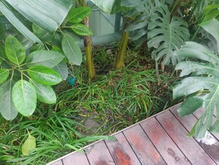 木质小径旁的绿植景观