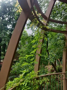 铁艺架上绿植繁茂生长