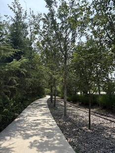 林间小径 绿意盎然的景致