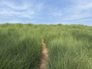 绿野小径 漫步自然之途