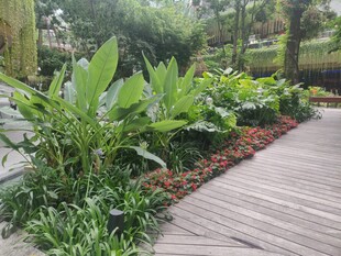 林间木栈道旁的绿植景观