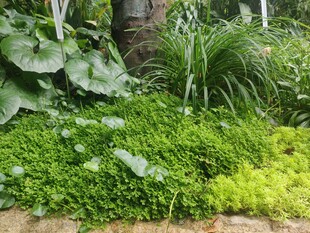 绿意盎然的植物景观