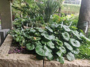 石砌花坛中的翠绿植物