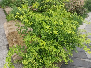 绿叶繁茂的灌木植物