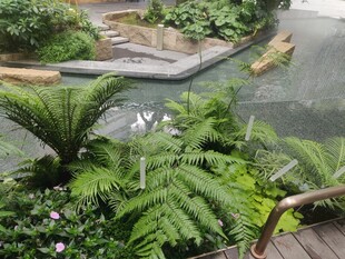 精致庭院绿植景观