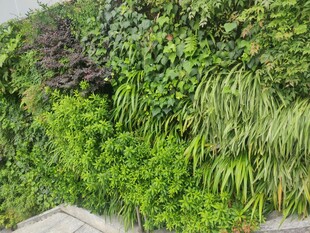 绿意盎然的垂直植物墙