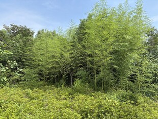 翠绿竹林与繁茂花草景观