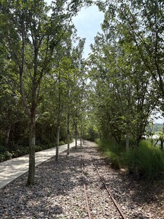 林间碎石小径 静谧树景