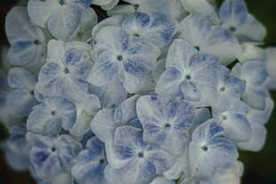 蓝白绣球花特写