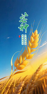 麦穗