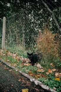 围栏边的黑猫
