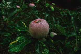 苹果